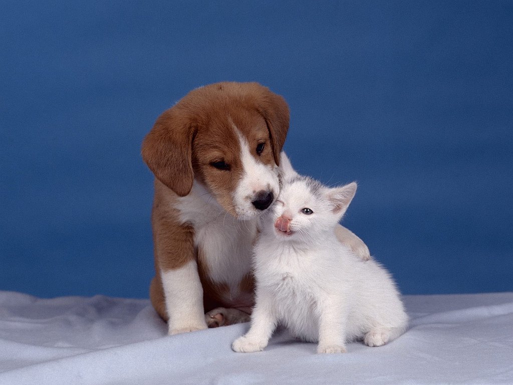 Puppy Love